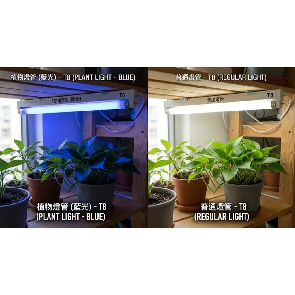 T8紅藍光譜植物燈管|Wlighting 慶達照明